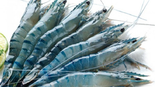 5 cách chế biến tôm càng xanh thành món ăn hấp dẫn